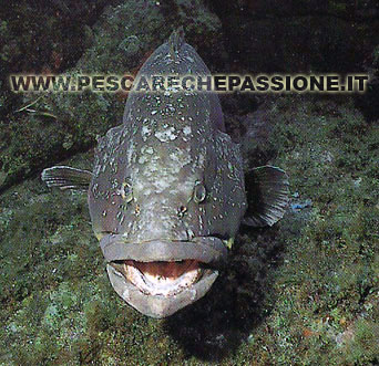 Cernia(EPINEPHELUS GUAZA)