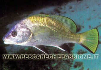 Corvina(SCIAENA UMBRA)