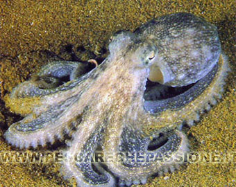 Polpo (OCTOPUS VULGARIS)