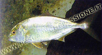 Ricciola(SERIOLA DUMERILI)