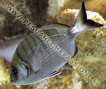 Sarago Sparaglione(DIPLODUS ANNULARIS)