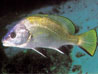 Corvina(SCIAENA UMBRA)