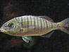 Mormora(LITHOGNATHUS MORMYRUS)