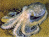 Polpo(OCTOPUS VULGARIS)