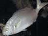 Salpa(SARPA SALPA)