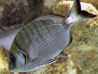 Sarago(DIPLODUS ANNULARIS)